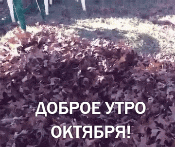 Доброе утро октября с собачкой